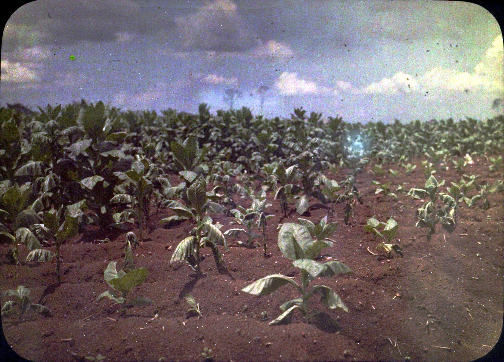 Tabaksaanplant in Indonesië, circa 1907-1910, fotograaf onbekend, TM-10025683 